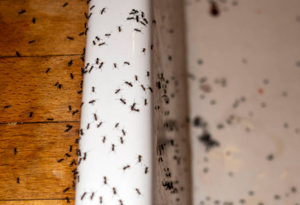 Best Wasp Removal Services  in Fennville, MI