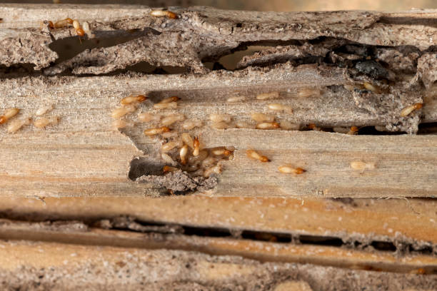 Trusted Fennville, MI Pest Control Experts